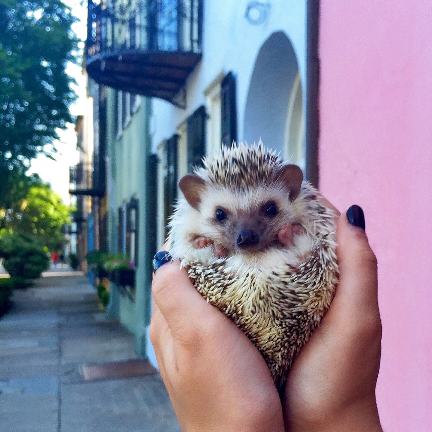 Lionel The Hedgehog: Rainbow Row